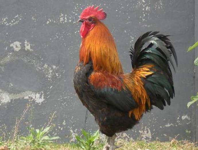 十二生肖看家护院动物_看家护院是什么生肖动物_护院的动物十二生肖