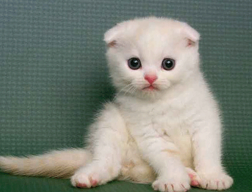 看家护院是什么生肖动物_护院的动物十二生肖_十二生肖看家护院动物