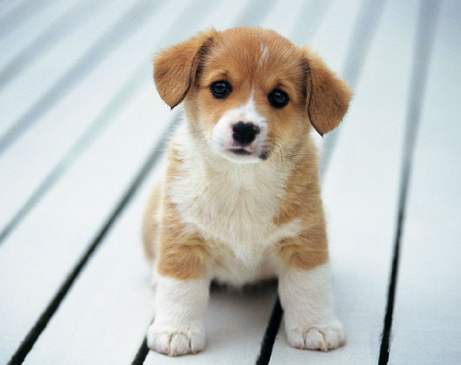 看家护院是什么生肖动物-养什么样的宠物会对你财运有影响！