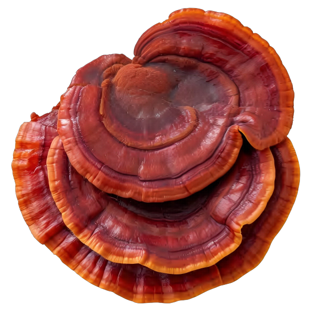 WPS图片(.png
