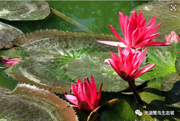 这是天湖的 印度红 睡莲 美萌美萌 天湖鹭鸟生态邨 微信公众号文章阅读 Wemp