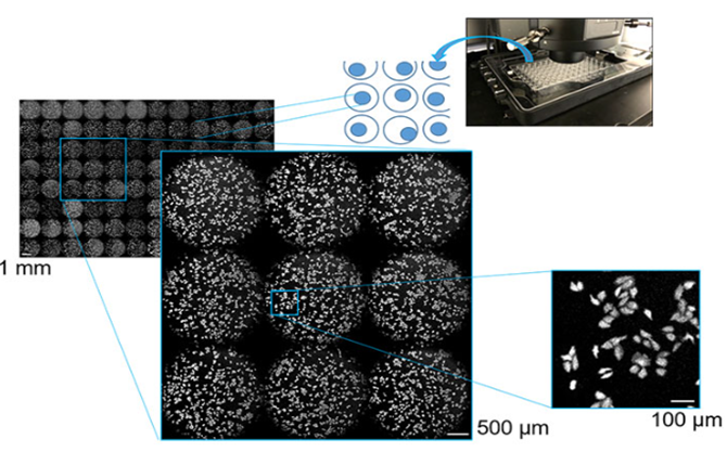 IXplore Live for Luminescence 系統(tǒng)