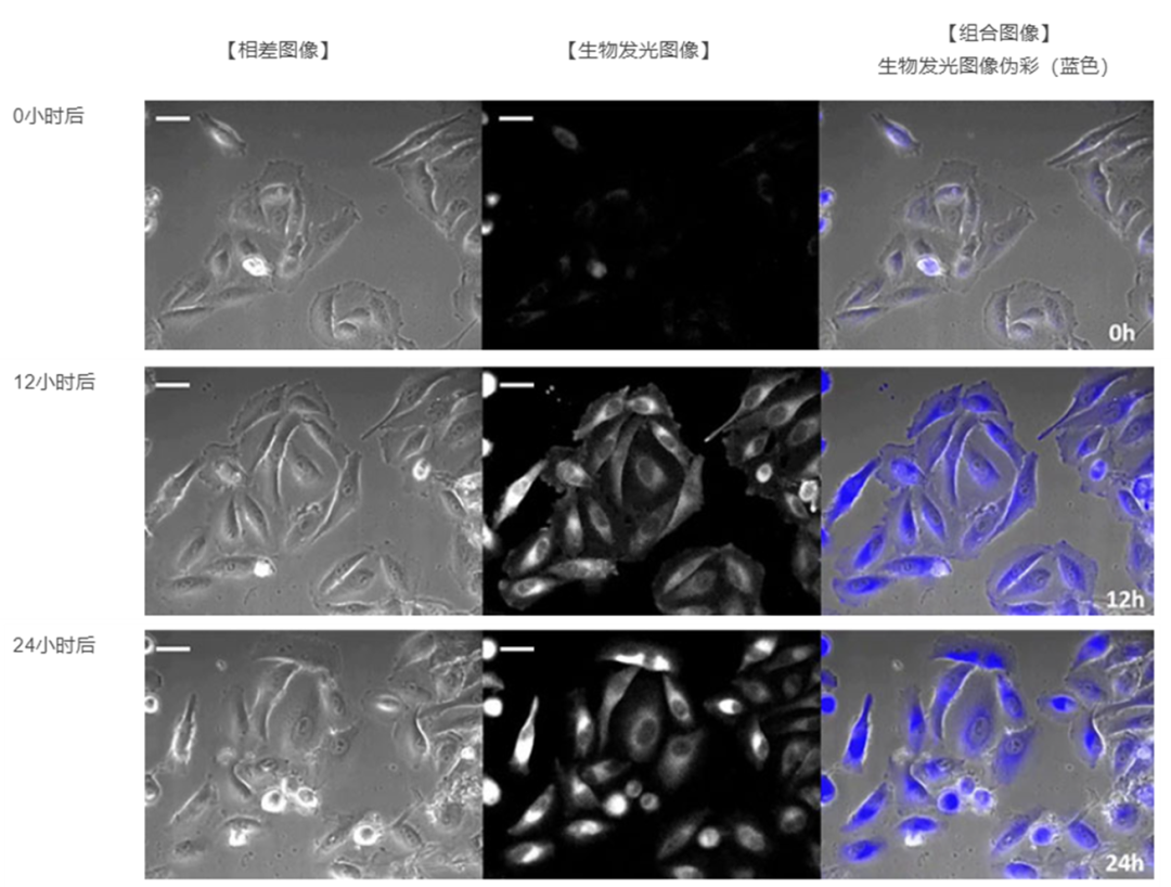 IXplore Live for Luminescence 系統(tǒng)