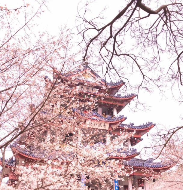 中國最美的20個春天！ 旅遊 第17張