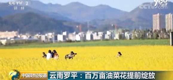 美到驚艷！中國最大的油菜花田開啦！ 未分類 第6張