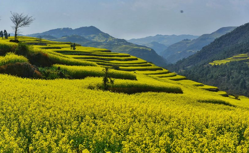 美到驚艷！中國最大的油菜花田開啦！ 未分類 第15張