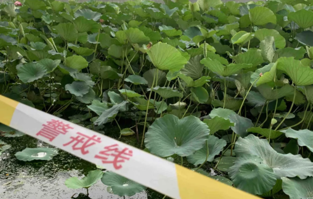 生成幾率僅有十萬分之一的並蒂蓮，竟被遊客摘走了！理由很奇葩… 旅遊 第10張