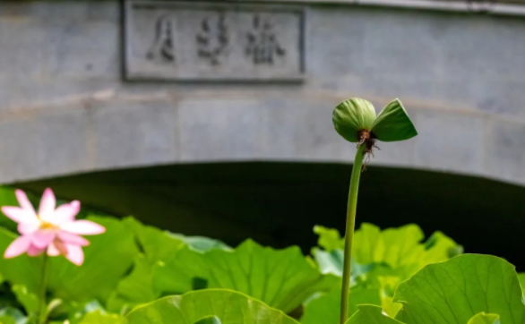 玄武湖並蒂蓮被遊客摘下，網友怒懟：怎麼不去黃山砍迎客松？ 旅遊 第3張