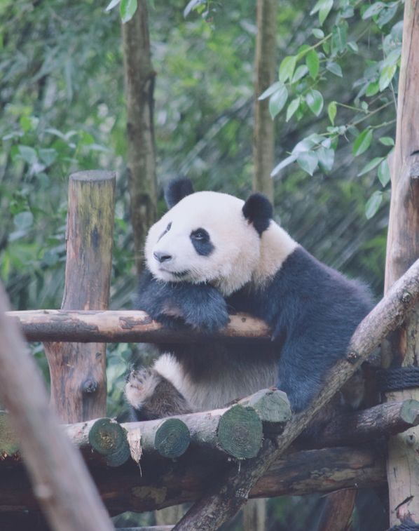 下一站，成都！ 旅遊 第12張