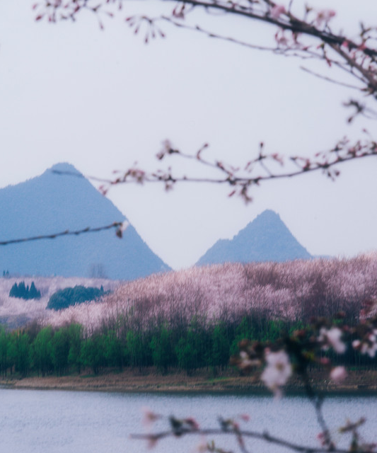 中國最美的20個春天！ 旅遊 第24張