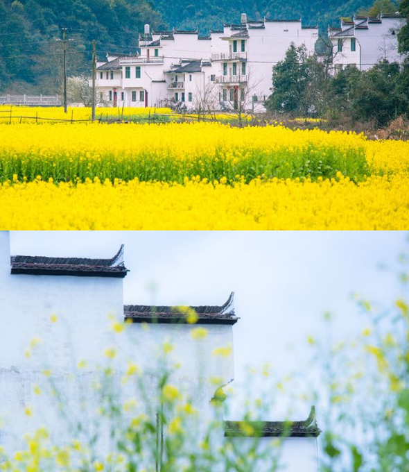 中國最美的20個春天！ 旅遊 第14張