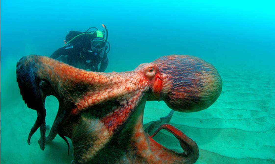 跟老渔民一起诱惑活章鱼秒学撩妹新法