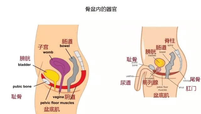 产后康复治疗仪怎么用最新盆底康复治疗仪进驻我院妇产科  解决您的难言之隐_https://www.jmylbn.com_新闻资讯_第5张
