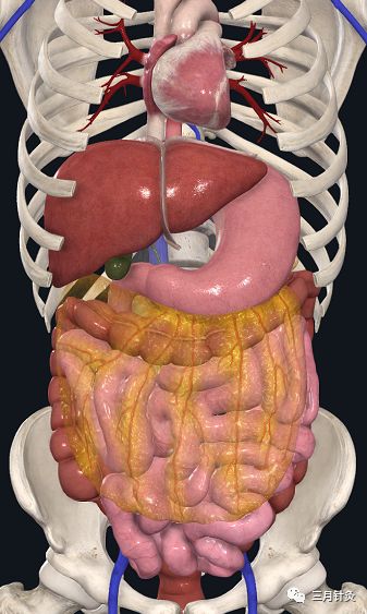 中医生理之大肠小肠那些事 - 好大夫在线