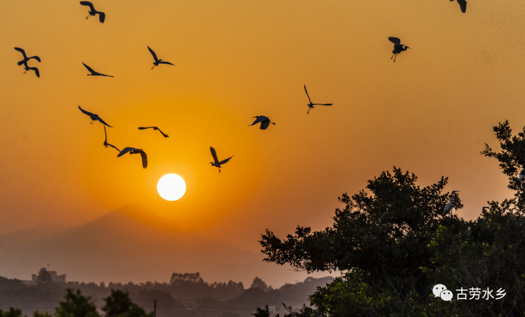 白鹭归巢。 谭成伟 摄