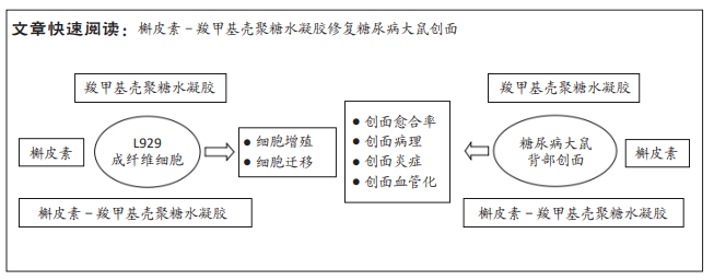 壳聚糖治什么病CJTER生物材料文章分享：  负载槲皮素的羧甲基壳聚糖水凝胶促进糖尿病大鼠创面愈合_https://www.jmylbn.com_新闻资讯_第1张