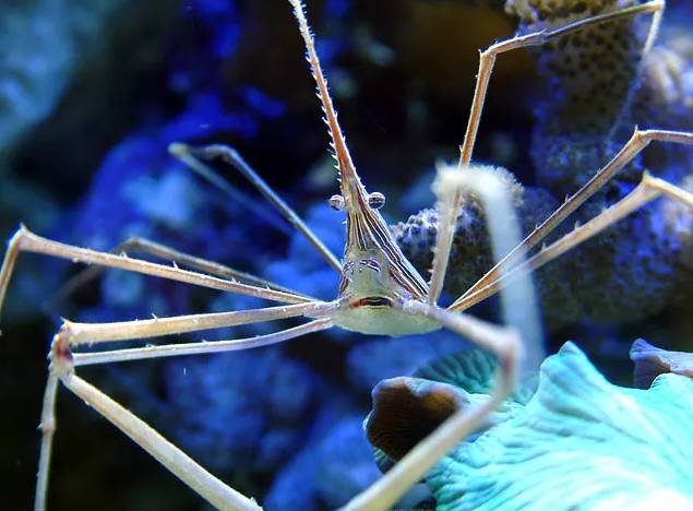 惆怅的长脚怪——箭蟹(arrow crab)