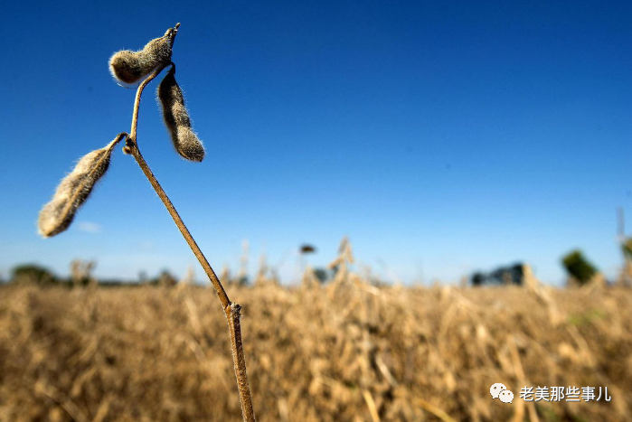 想念炮哥名言 逸言堂