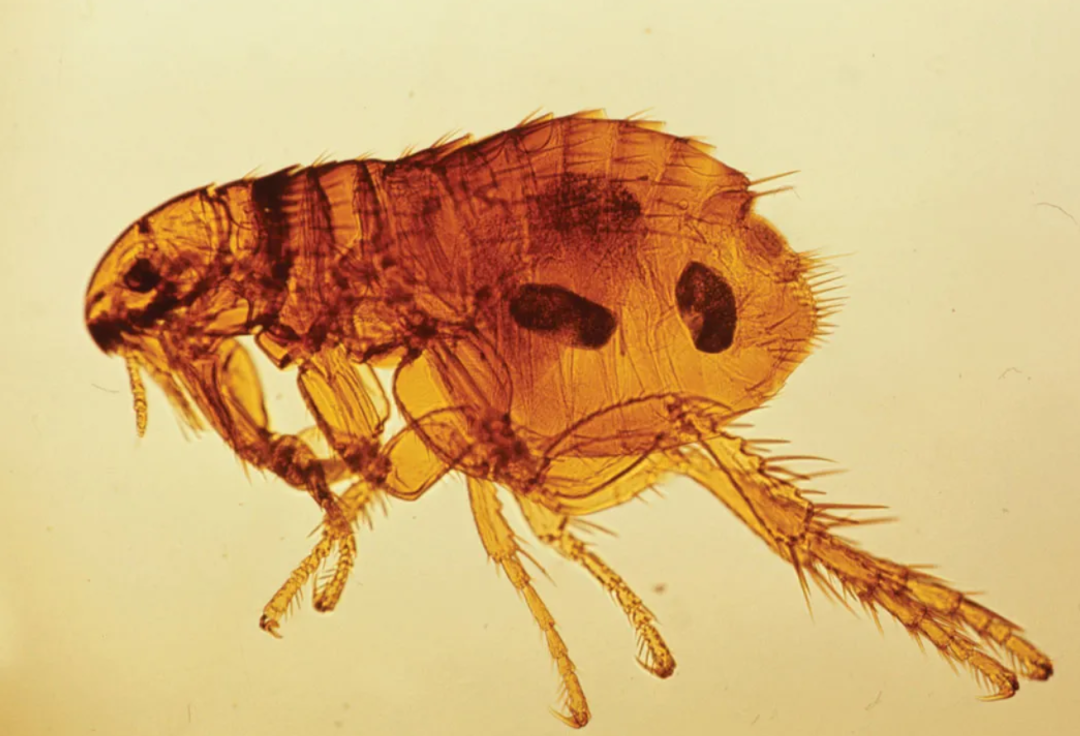 泥虾生长在什么地方？泥虾主要是由水蚤等浮游生物构成的