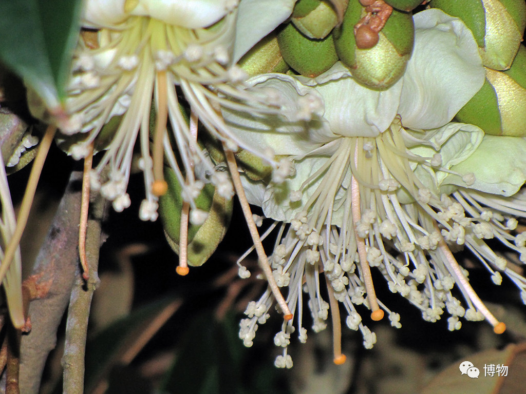 怎么买到好榴莲，怎么能精准挑到“报恩榴莲”？