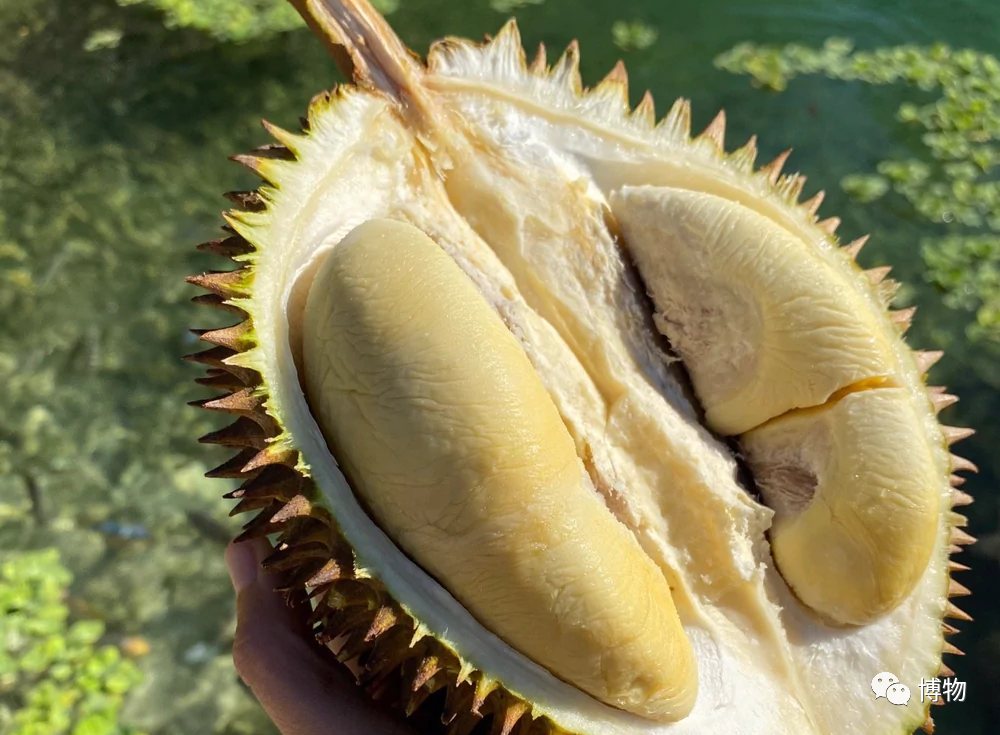 怎么买到好榴莲，怎么能精准挑到“报恩榴莲”？
