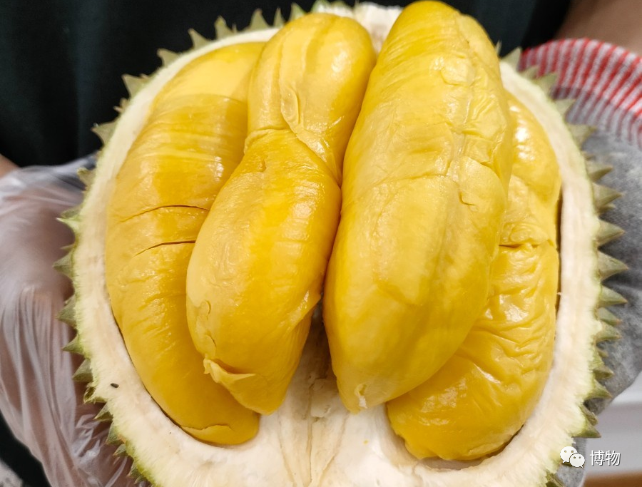 怎么买到好榴莲，怎么能精准挑到“报恩榴莲”？