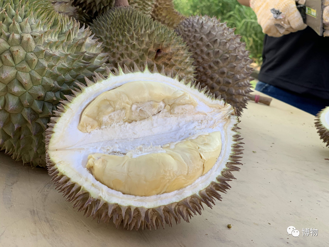 怎么买到好榴莲，怎么能精准挑到“报恩榴莲”？