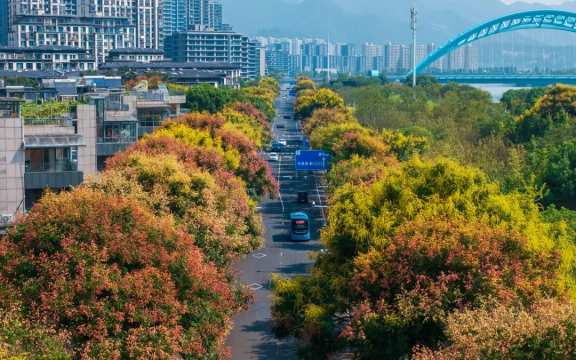 好溪路栾树