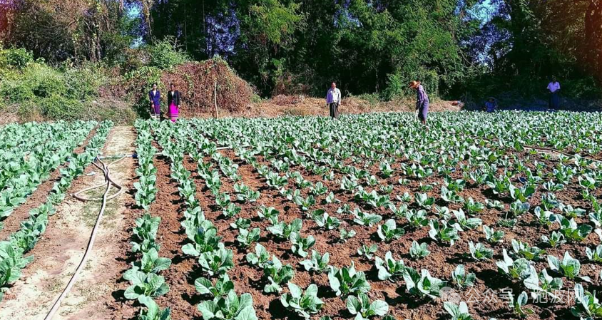 缅甸式扶贫：去年已实施“绿色农村项目”的农村达34个