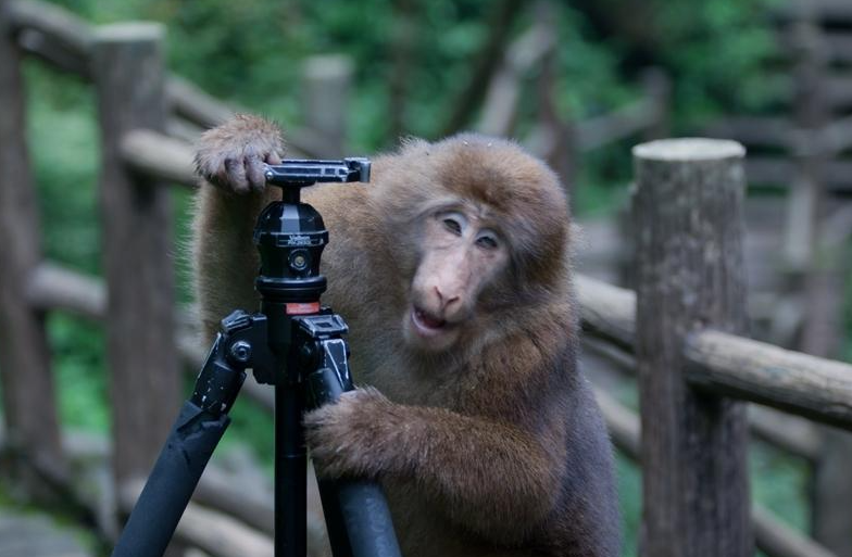 有多少游客被峨眉山的猴子亲过脸?_友友