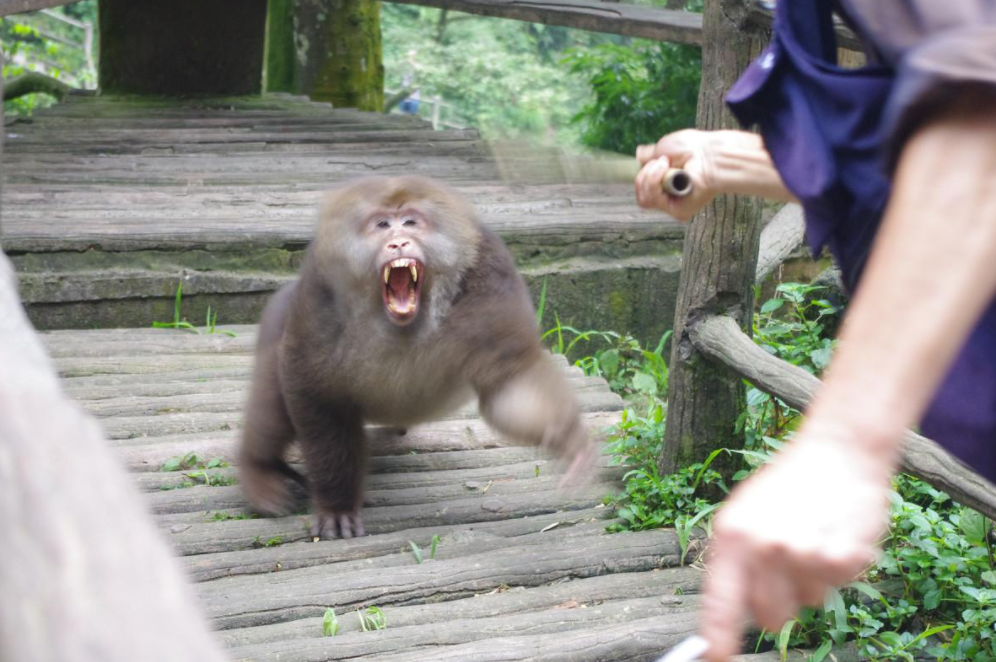 有多少游客被峨眉山的猴子亲过脸?_友友
