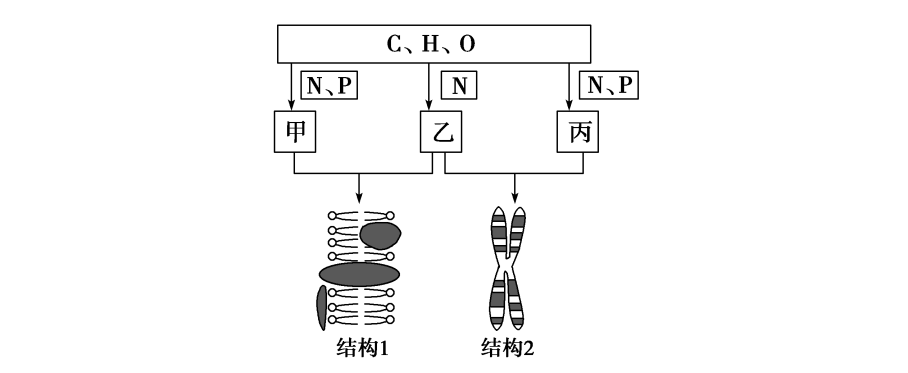 核酸的结构与功能