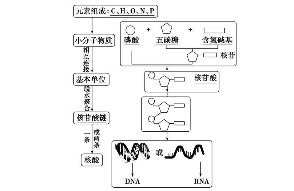 核酸的结构与功能