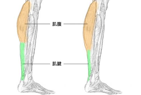 影響最大的兩塊肌肉就是:淺層腓腸肌和深層比目魚肌,統稱為小腿三頭肌