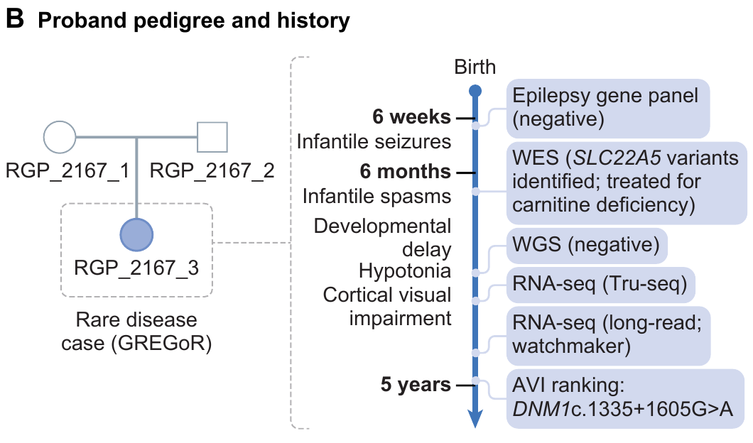 论文 Fig. 3B：DNM1 案例的检查与研究过程。