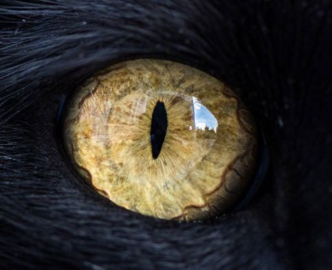 如何擺脫單身  心理測試：下圖哪個眼睛是老虎的眼睛，測你看人的準確度！ 未分類 第2張