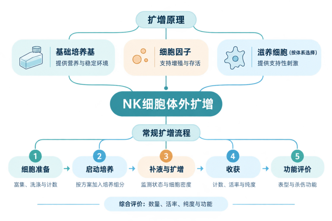 NK扩增系列：NK细胞体外扩增如何兼顾数量与功能？