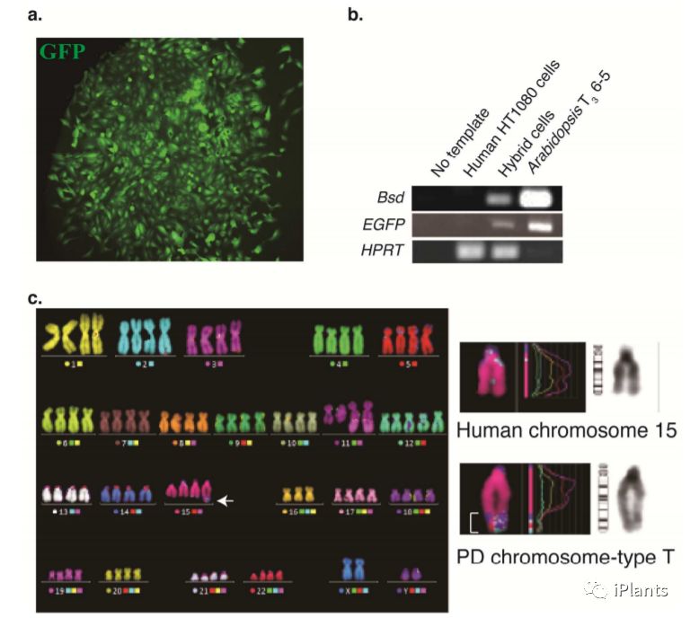 要逆天 人和植物部分细胞融合居然有功能 Iplants 微信公众号文章阅读 Wemp