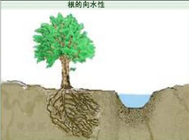 Science 植物如何找水 Sumo修饰 Iplants 微信公众号文章阅读 Wemp