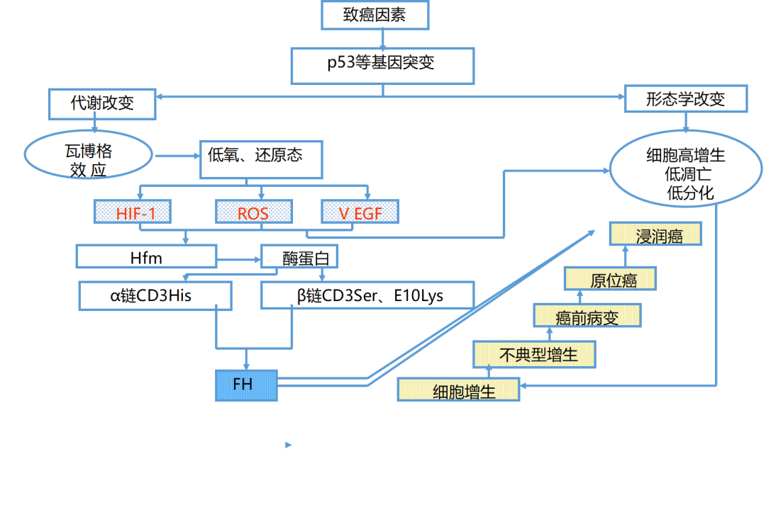 fh染色是什么意思建院70周年 ｜ 结直肠粘膜细胞稳定性FH检测技术_https://www.jmylbn.com_新闻资讯_第31张