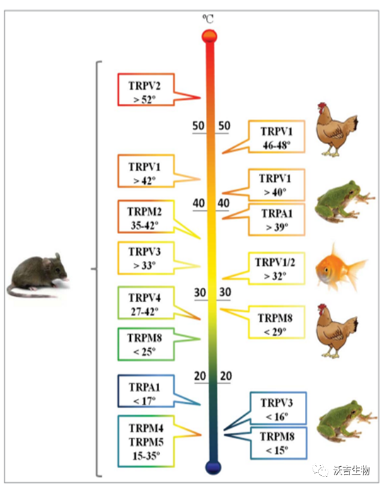 沃吉百科 | 2021年诺贝尔奖温度感受器TRP蛋白知多少