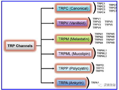 沃吉百科 | 2021年诺贝尔奖温度感受器TRP蛋白知多少