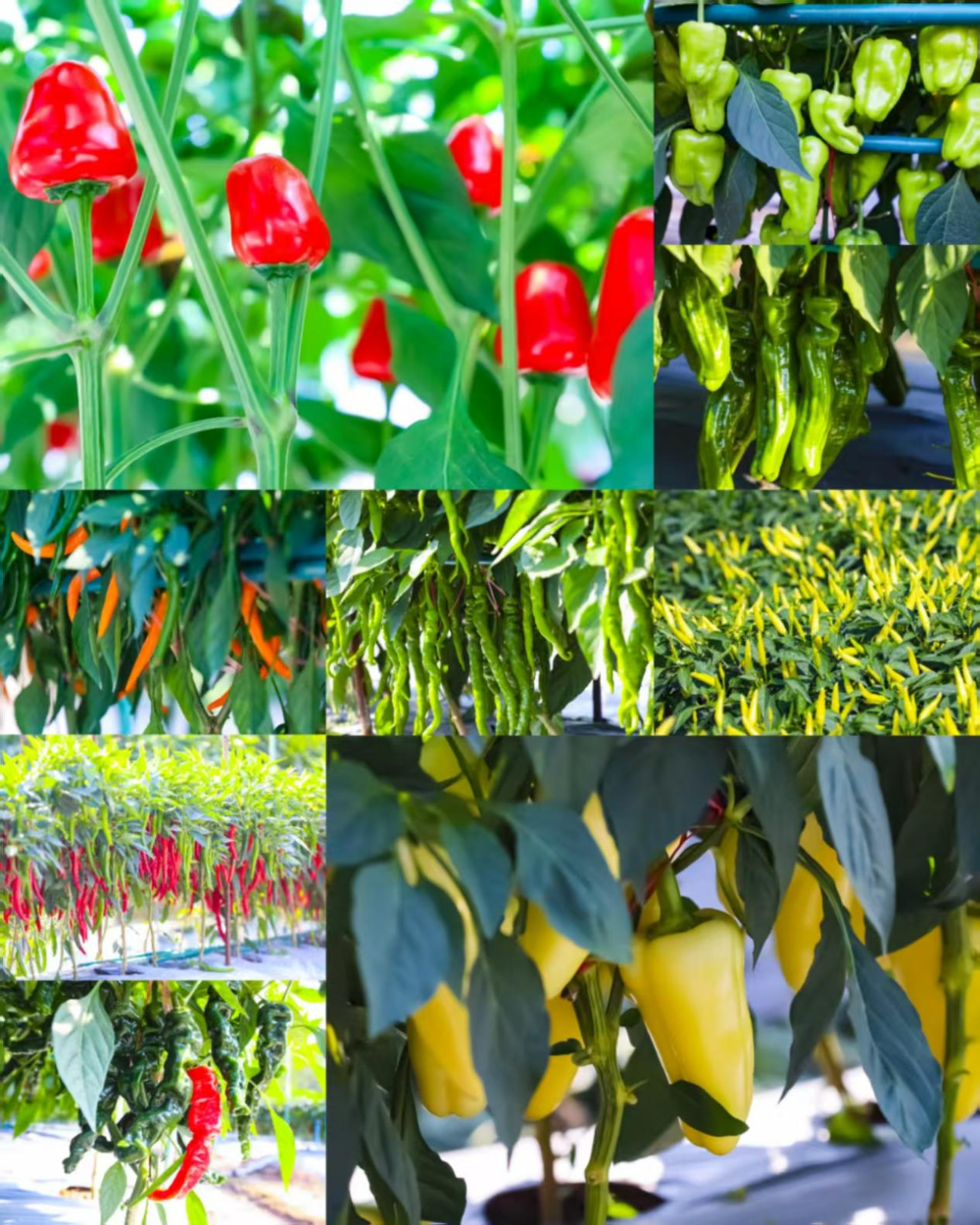 辣椒是每年大佬田间展出品种的第一大品类。