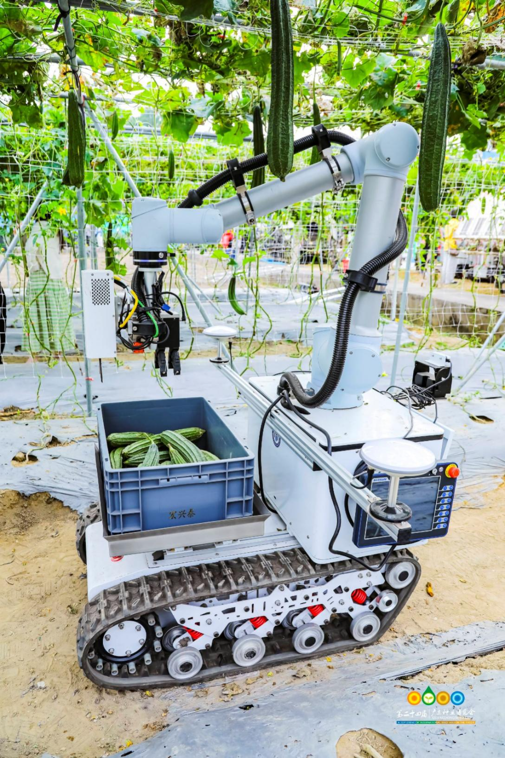 现代农业装备展上，全自动果蔬采收机器人正在演示摘丝瓜。
