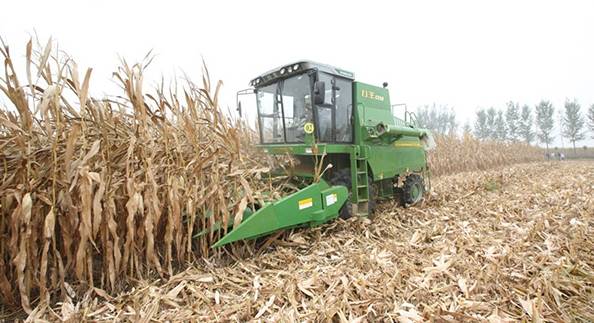 2017还得种玉米!做好"一增四改"稳产量要效益!