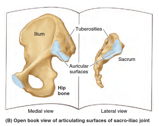 物理治疗师 你该怎么治骶髂关节痛 Part I 枫叶之国话康复 微信公众号文章阅读 Wemp