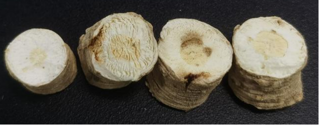 真空冷凍干燥技術在黨參凍干中的應用