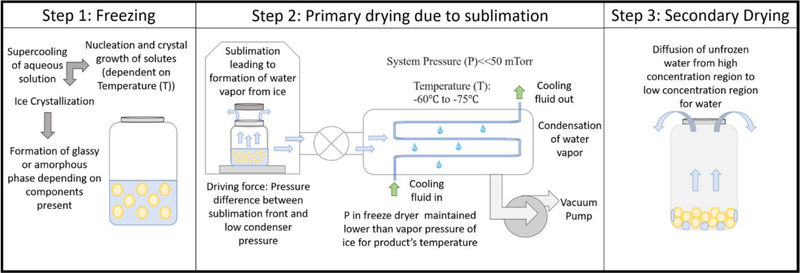真空冷凍干燥技術在血液制品凍干中的應用