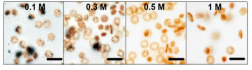 真空冷凍干燥技術在血液制品凍干中的應用