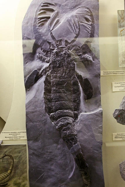 人类的祖先,被昆虫的老祖宗当点心吃了几亿年 - 远方青木 - 瓦斯阅读